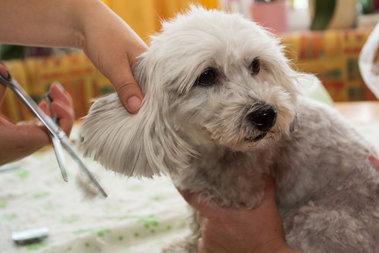 Hund beim Friseur. (Symbolfoto)