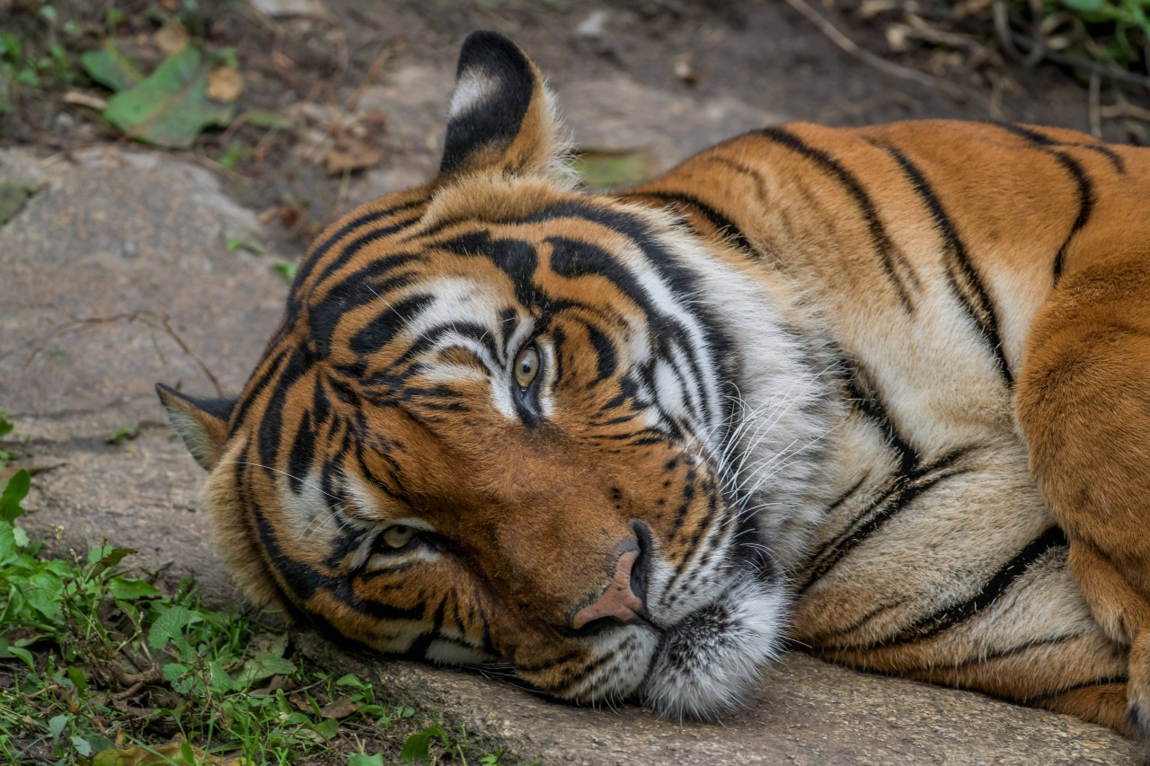 So sieht ein Sumatra-Tiger aus.
