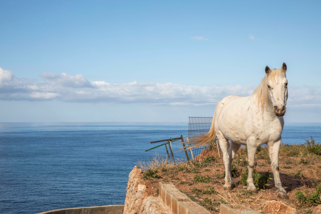 Auf Mallorca sorgt ein Fall von Tierquälerei für Entsetzen. (Symbolbild)