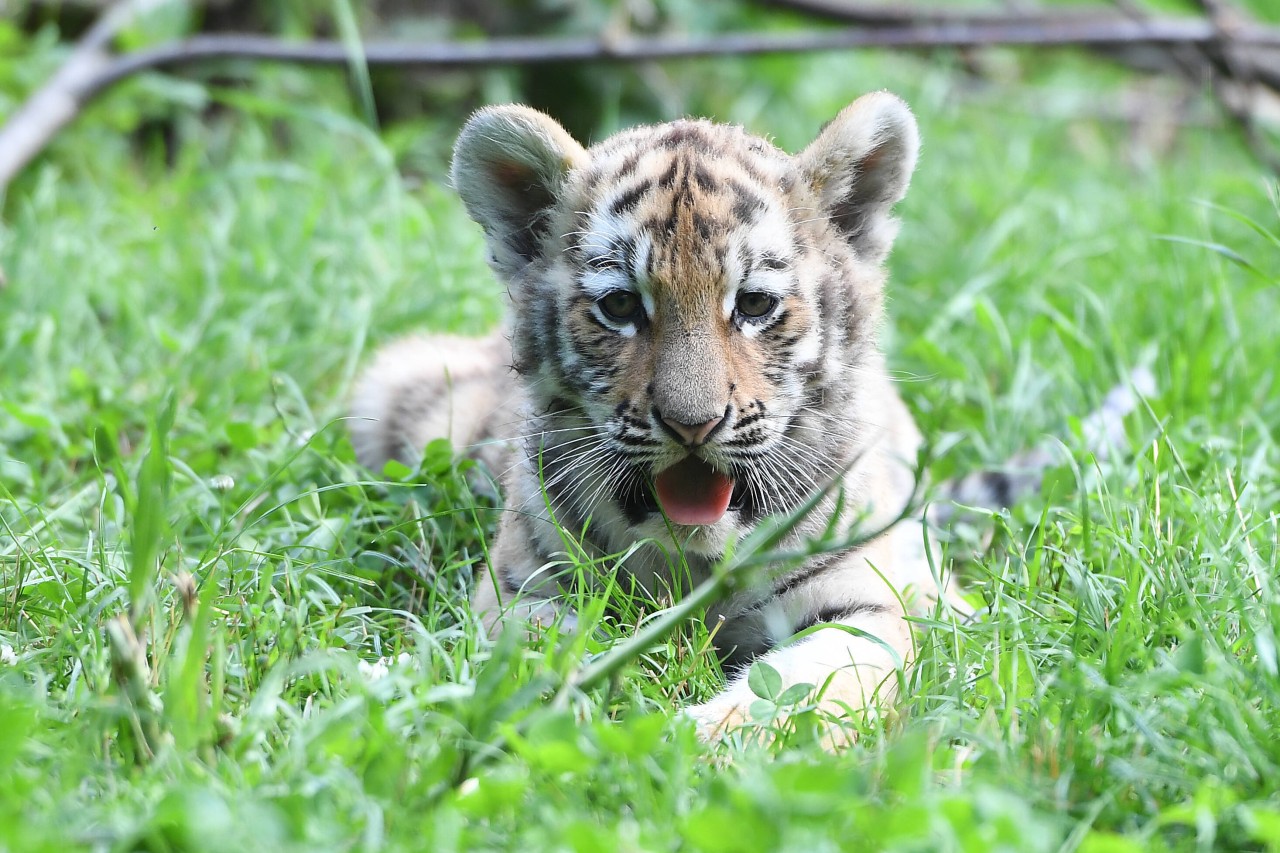 Ab November werden nur noch Geimpfte und Genesene das Tigerbaby im Zoo Duisburg bewundern können.