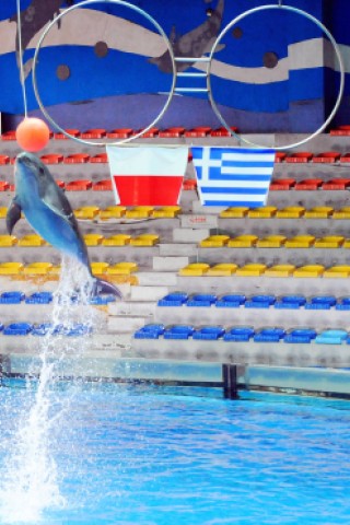 Trauen konnte man leider auch nicht Delphin Ya Ya. Das EM-Spiel 2012 Polen gegen Ukraine ging mit 1 : 1 unentschieden aus. 