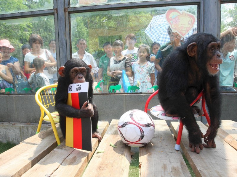 Der zweieinhalbjährige Schimpanse Li Li (l.) entschied sich 2014 ebenfalls für die deutsche Nationalelf. Die Besucher des chinesischen Yantai Zoos in Shandong schienen nichts dagegen zu haben. 