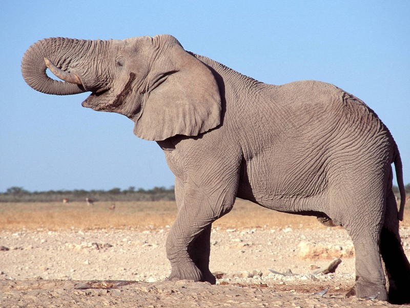 Der Afrikanische Savannenelefant (Loxodonta africana) trennte sich genetisch vor rund drei Millionen Jahren vom Afrikanischen Waldelefanten. Er stapft bis heute durch die Savanne, ist mittlerweile aber stark bedroht. 