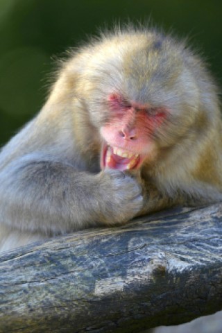Bereits der Vater der Evolutionstheorie, Charles Darwin, stellte fest, dass zumindest Affen lachen können.