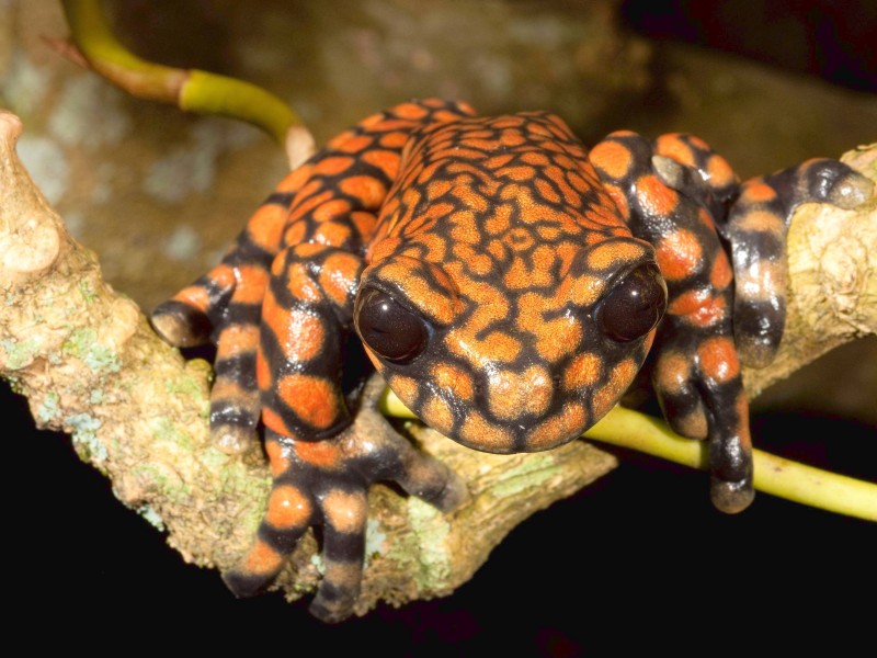 Hyloscirtus princecharlesi nennt sich diese seltene Froschart aus Ecuador. Benannt ist sie nach dem britischen Thronfolger Prinz Charles. Die Umweltorganisation Amphibian Ark ehrte den aktiven Umweltschützer damit für seinen Einsatz für den tropischen Regenwald. 
