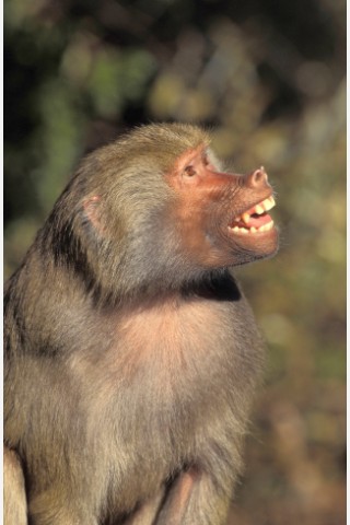 Generell gilt: Je näher einer Affenart mit dem Menschen verwandt ist, desto ähnlicher  hört sich auch ihr Lachen an.