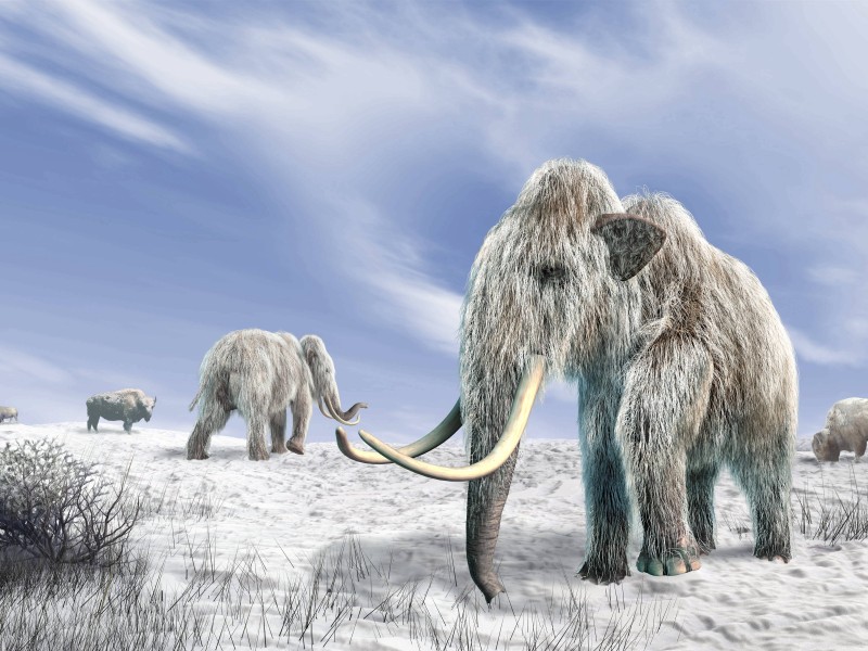 Das vor allem durch Hollywood bekannte Wollhaarmammut besiedelte auch den europäischen Kontinent – von vor etwa 800.000 Jahren bis vor rund 10.000 Jahren. Letzte Überlebende soll es bis vor 4000 Jahren gegeben haben.