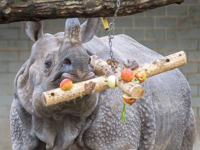 Und weil Weihnachten das Fest der Liebe ist, profitiert auch manches Tier von der Zuwendung der Zweibeiner. Dieses Nashorn im Zoologischen Garten Berlin etwa bekam einen Adventskalender der anderen Art.