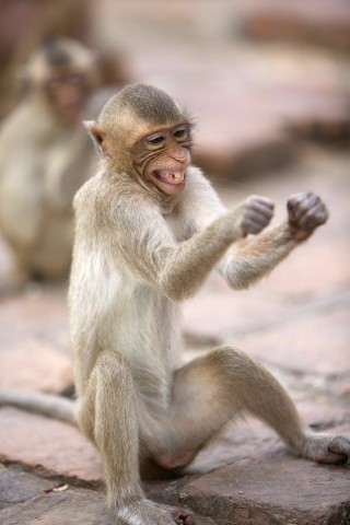 Es könnte also tatsächlich so sein, dass dieser Makake lacht, weil er sich darüber freut, einem Zoobesucher ein Büschel Haare herausgerissen zu haben.