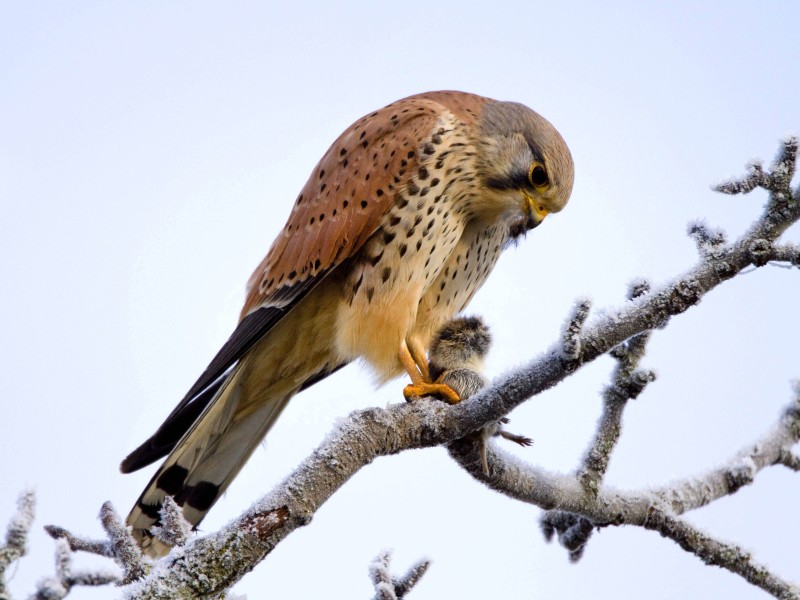 Kleiner als der Habicht, aber auch der Turmfalke macht Jagd auf kleine Tiere in freier Wildbahn. Er wurde „Vogel des Jahres“ 2007.