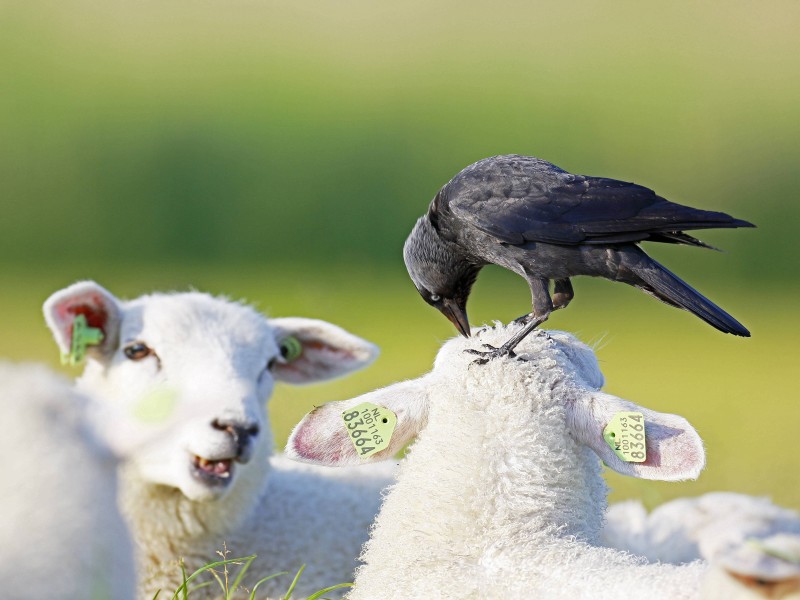 Die Dohle, zu Hause auf dem Land wie in Städten, kennt keine Scheu – und landet auch mal auf einem Schaf. Die Dohle war „Vogel des Jahres“ 2012. 