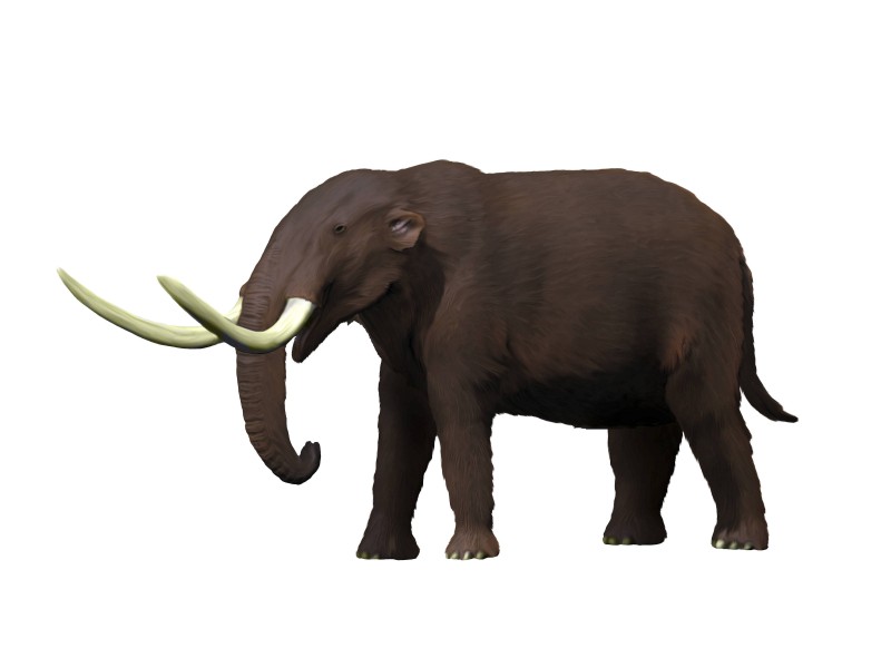 Das Amerikanische Mastodon verabschiedete sich vor etwa 10 Miliionen Jahren – lange vor Mammut und Co. – aus der genetischen Linie der späteren Elefanten und setze sich ins heutige Nordamerika ab. Dort lebte es bis vor etwa 10.000 Jahren. 
