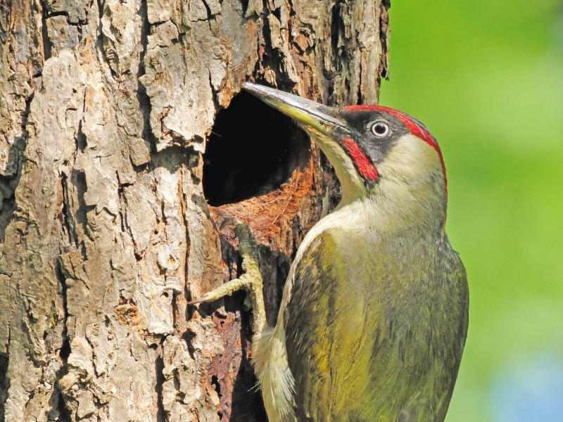Grünes Gefieder, roter Kopfschmuck. Der scheue Grünspecht war „Vogel des Jahres“ 2014. 