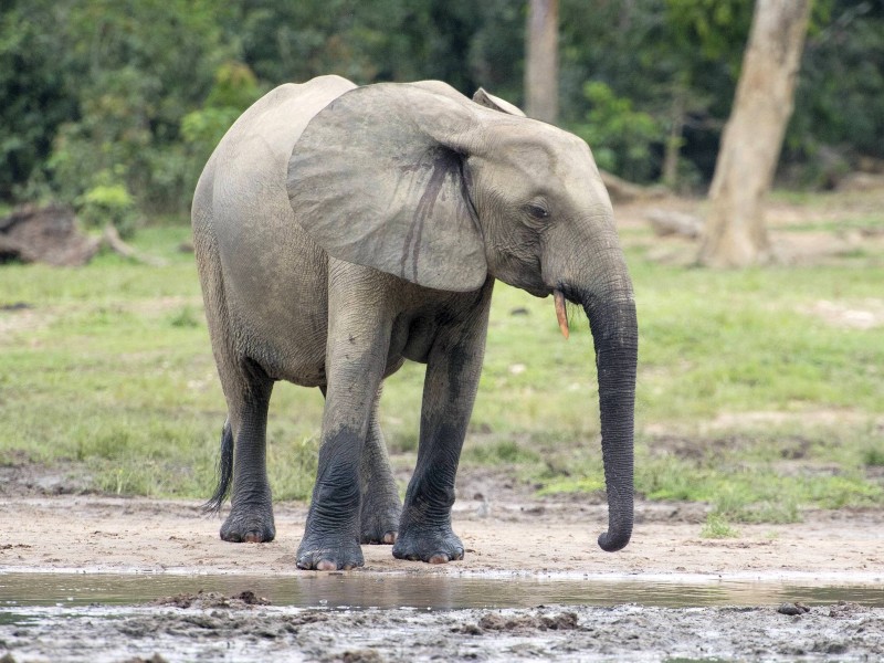 Der Afrikanische Waldelefant (Loxodonta cyclotis) ist eine eigene Art, wie eine neue Studie gezeigt hat. Bisher galt der nach seinen runden Ohren benannte Dickhäuter als Unterart seiner größeren afrikanischen Verwandtschaft. Nun können sie unabhängig geschützt werden. 
