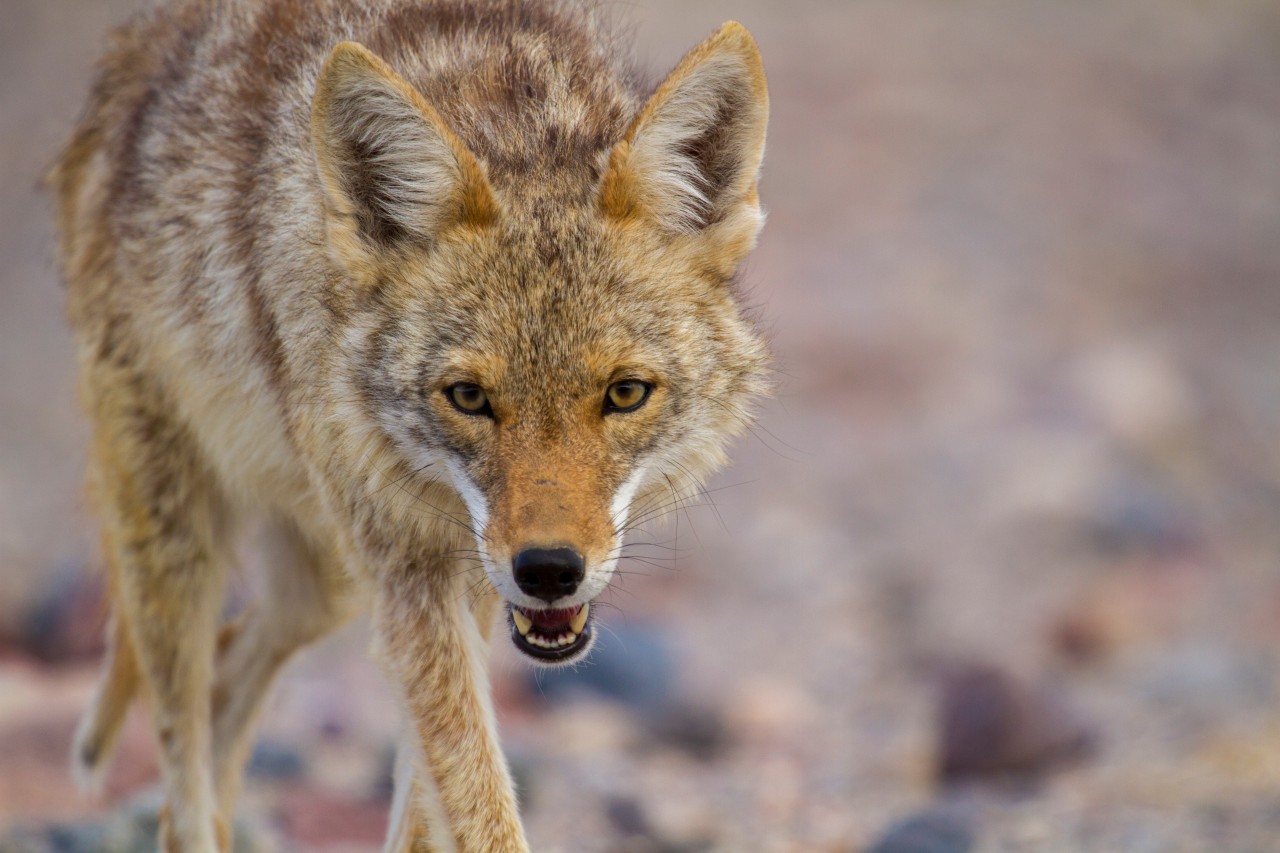 So sieht ein ausgewachsener Kojote aus.