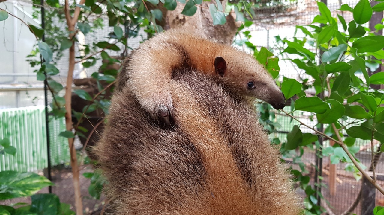 Ein Tamandua-Jungtier auf dem Rücken seiner Mutter im Zoo Duisburg.