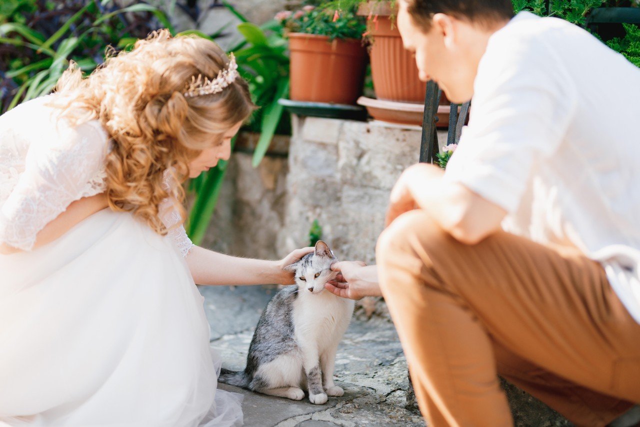Eine Katze auf der Hochzeit: Die Vierbeiner sind gern gesehene Gäste – zumindest solange sich kein Allergiker unter ihnen befindet.