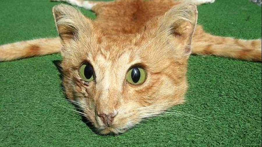 „Sehr guter Zustand": Ein Tierkörperpräparator in Neuseeland sammelte eine überfahrene Katze von der Straße auf und verkaufte sie für fast 600 Euro. 