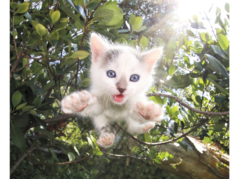 Ein junges Kätzchen in Sprungaktion – Aug’ in Aug’ mit der Kameralinse und dem Betrachter. Es ziert das Mai-Kalenderblatt. 