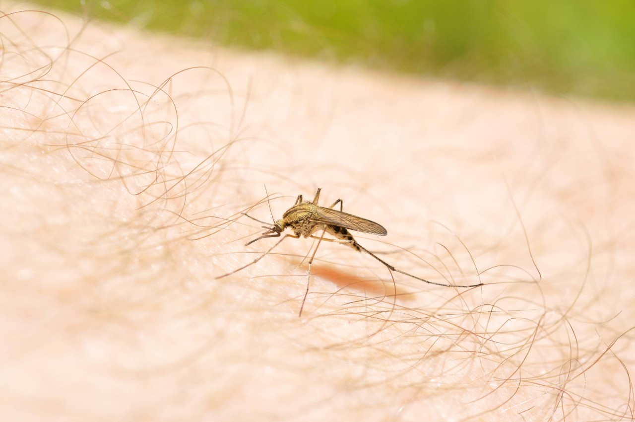 Urlaub an der Ostsee: Derzeit herrscht eine Mückenplage auf der Insel Rügen. (Symbolbild) 