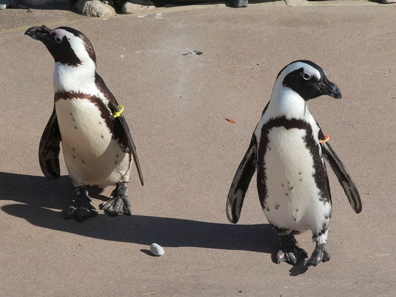 ...sollen sich Buddy (l.) und Pedro betrügen: Die beiden Afrikanischen Pinguin-Männchen, die sich gemeinsam ein Nest bauten, als sie 2010 in den Zoo der kanadischen Stadt Toronto zogen, sind zwangsweise getrennt worden. Ihre Art ist bedroht - jetzt hoffen die Tierpfleger, dass die beiden, wenn sie nicht zusammen sind, mit Pinguin-Damen an der Arterhaltung arbeiten. Die Spezies...