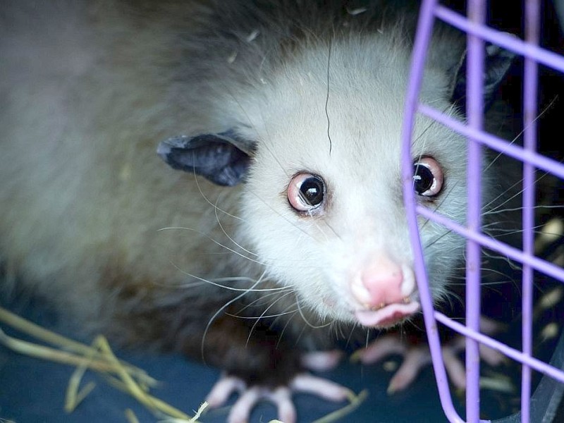 Heidi, das schielende Opossum im Leipziger Zoo, avancierte mit ihrem Sehfehler ...