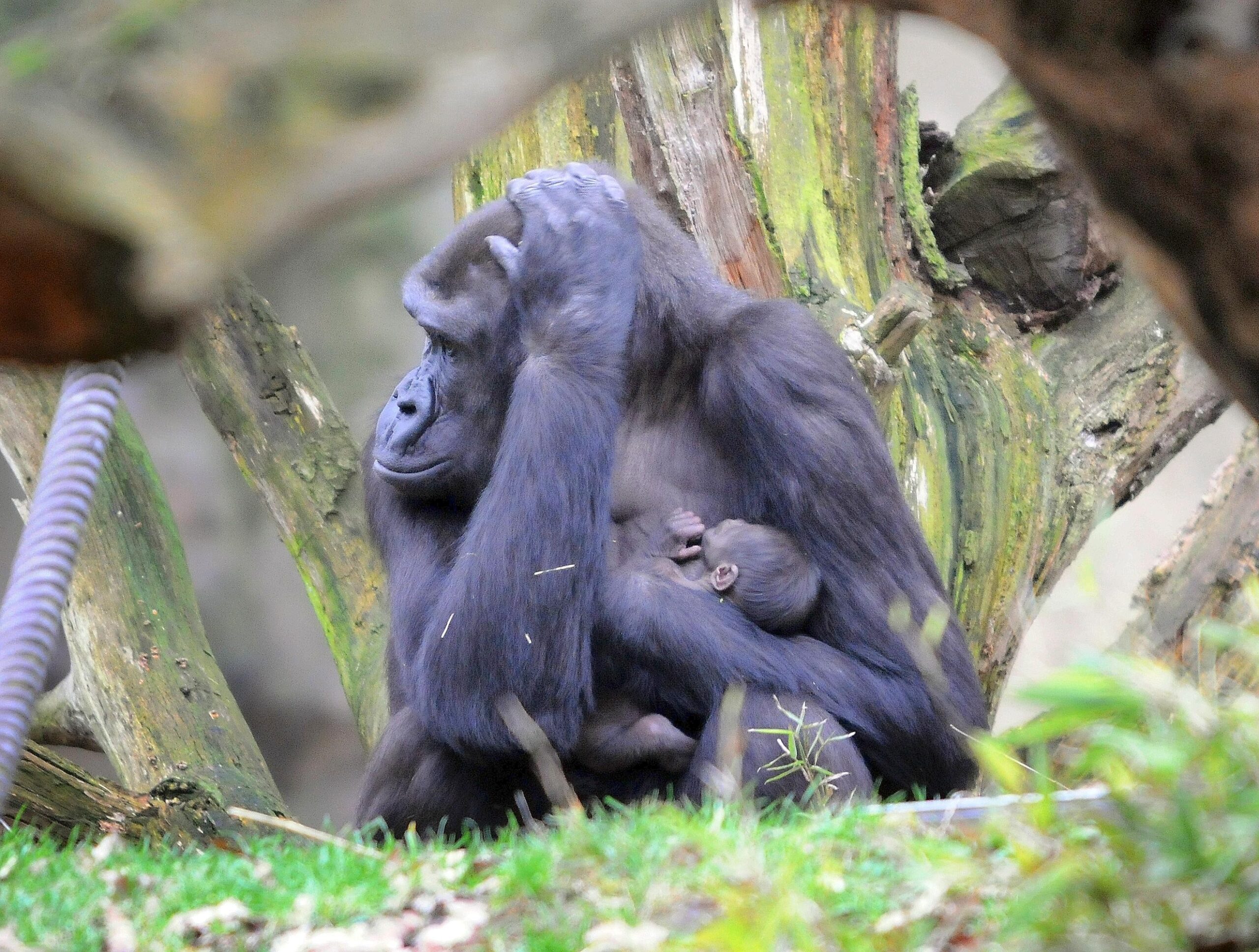 Neues Gorillababy im Duisburger Zoo: Der Nachwuchs hat ...