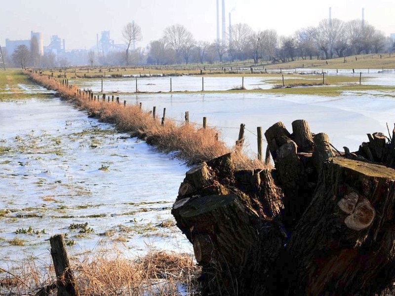 ...wie beispielsweise an den Orsoyer Rheinwiesen am Niederrhein hat der Frost der vergangenen Tage...