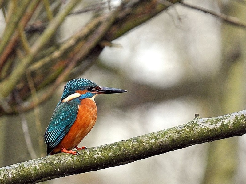 ...kann einen Eisvogel entdecken. Dessen Name lässt zwar eine besondere Verbindung zum Winter vermuten - Dauerfrost aber mag der Vogel nicht. Der Osten Deutschlands...