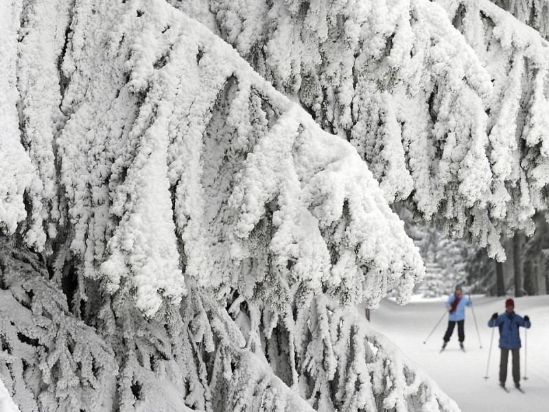 ... ziehen Langläufer ihre Runden durch den verschneiten Wald. Noch kälter...