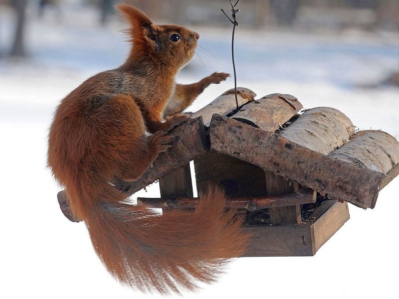 ...wird quasi auch dieses Eichhörnchen. Es bedient sich in einem Park in Warschau am Vogelfutter.