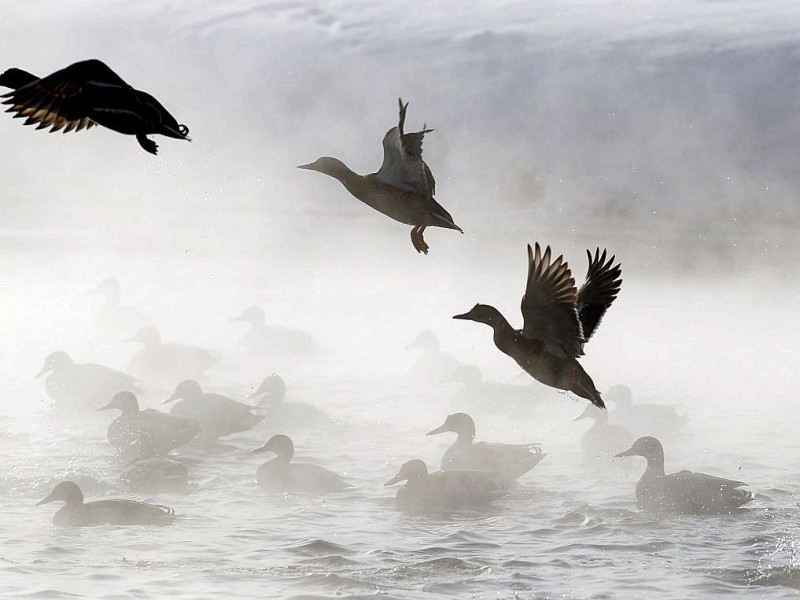 ...die Enten in Minsk ganz schön behindern. Sie heben in die eisige weißrussische Luft ab. Sehr kalte...