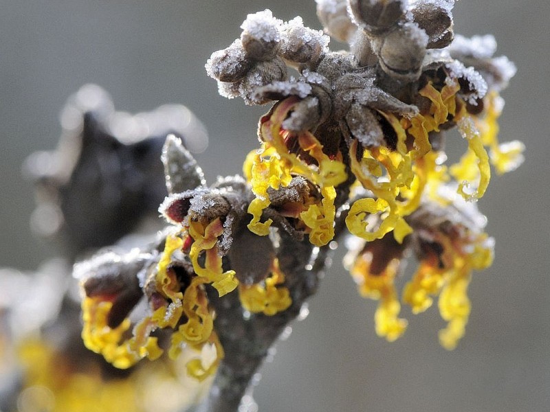 ...eine Blume eiskalt erwischt: Gelb strahlen die Blüten der Zaubernuss unter dem Weiß hervor. In Essen...