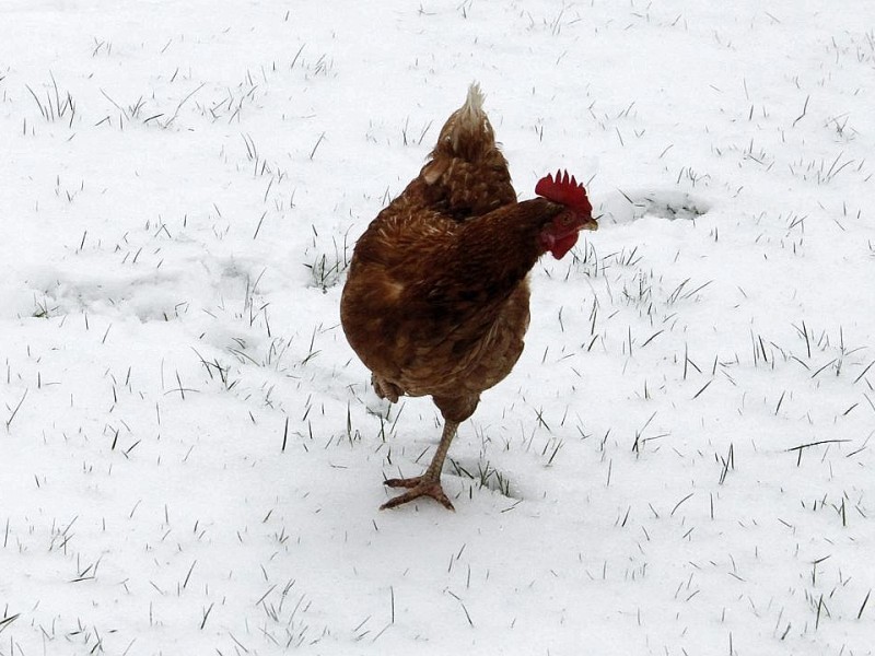 Sollte man bei so einem Wetter noch ein Huhn vor die Tür schicken? Das Weiß macht Romantisches...