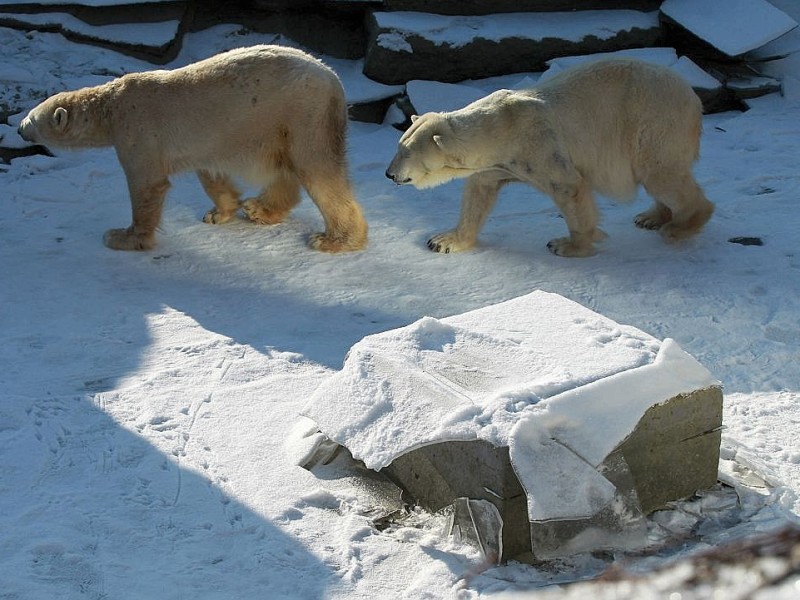 ...genießen die Eisbären im Zoo ein Wetter, bei dem sie sich wie in freier Wildbahn fühlen. Was macht der Winter...