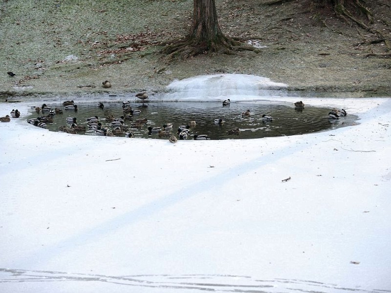 Eisige Temperaturen verwandeln den Bochumer Stadtpark am Dienstag, 07. Februar 2012, in eine Winterlandschaft.  Spaziergänger und Jogger besuchen den Park. Jugendliche schlittern auf dem zugefrorenen See umher. Enten schwimmen in einer eisfreien Fläche.  Foto: Ingo Otto / WAZ FotoPool