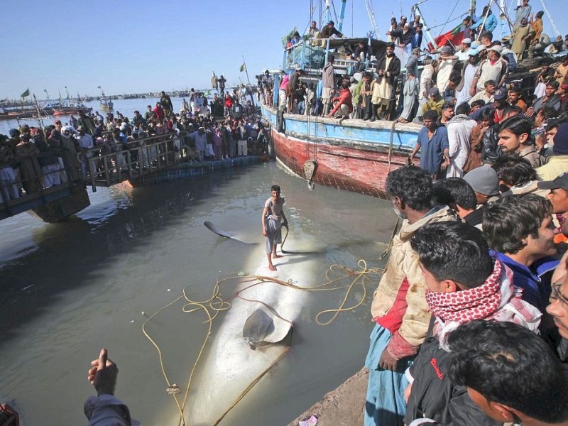 Im Hafen von Karachi (Pakistan) wurde ein toter Walhai angespült – 12 Meter lang und sieben Tonnen schwer.