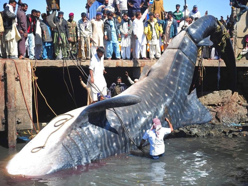 Der größte „Fang“ für die Fischer in Karachi (Pakistan): Ein toter Hai – 12 Meter lang und...