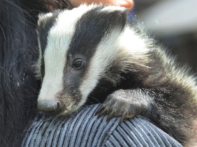 ...Wildtierstation. Ihr neuster Schützling ist...