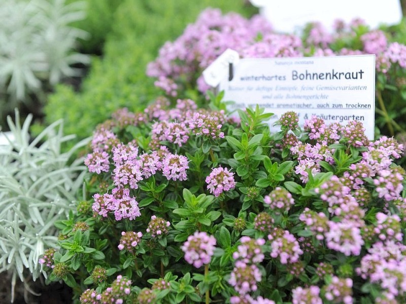 Am Sonntag 29.04.2012 gab es den Blumen- und Bauernmarkt auf dem Rathausparkplatz in Alpen.Foto: Markus Joosten / WAZ FotoPool