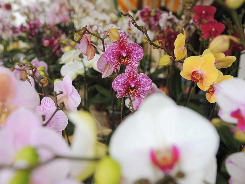 Am Sonntag 29.04.2012 gab es den Blumen- und Bauernmarkt auf dem Rathausparkplatz in Alpen.Foto: Markus Joosten / WAZ FotoPool