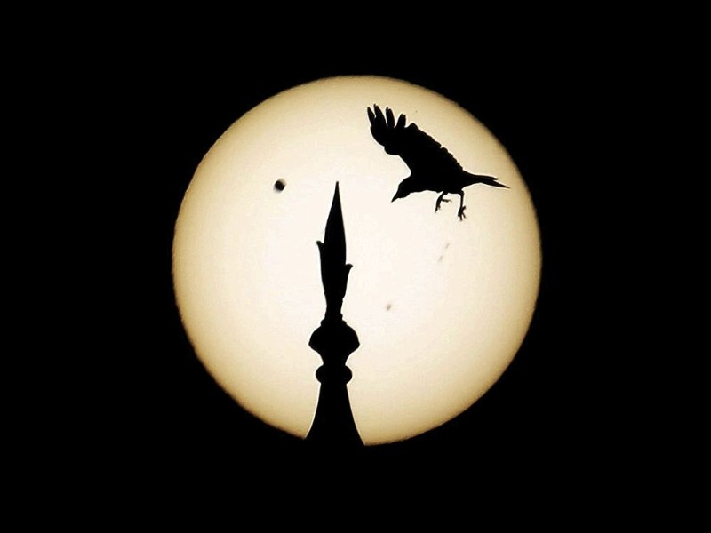 Ein Vogel landet auf der Spitze des Tadsch Mahal, im Hintergrund ist der Venustransit zu sehen. Die spektakulärsten Motive...