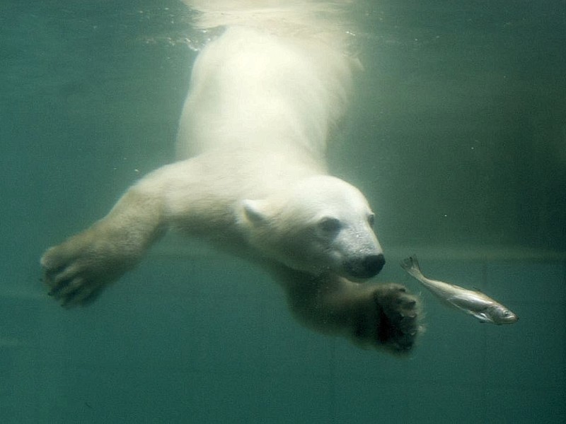 Unter der Aufsicht von Mutter Vilma erkundet das Anfang Januar geborene Eisbärmädchen Anori im Wuppertaler Zoo zum ersten Mal das große Außengehege und hat beim Plantschen im Wasser viel Spaß.