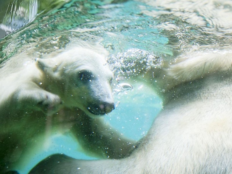 Unter der Aufsicht von Mutter Vilma erkundet das Anfang Januar geborene Eisbärmädchen Anori im Wuppertaler Zoo zum ersten Mal das große Außengehege und hat beim Plantschen im Wasser viel Spaß.