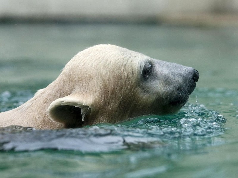 Unter der Aufsicht von Mutter Vilma erkundet das Anfang Januar geborene Eisbärmädchen Anori im Wuppertaler Zoo zum ersten Mal das große Außengehege und hat beim Plantschen im Wasser viel Spaß.