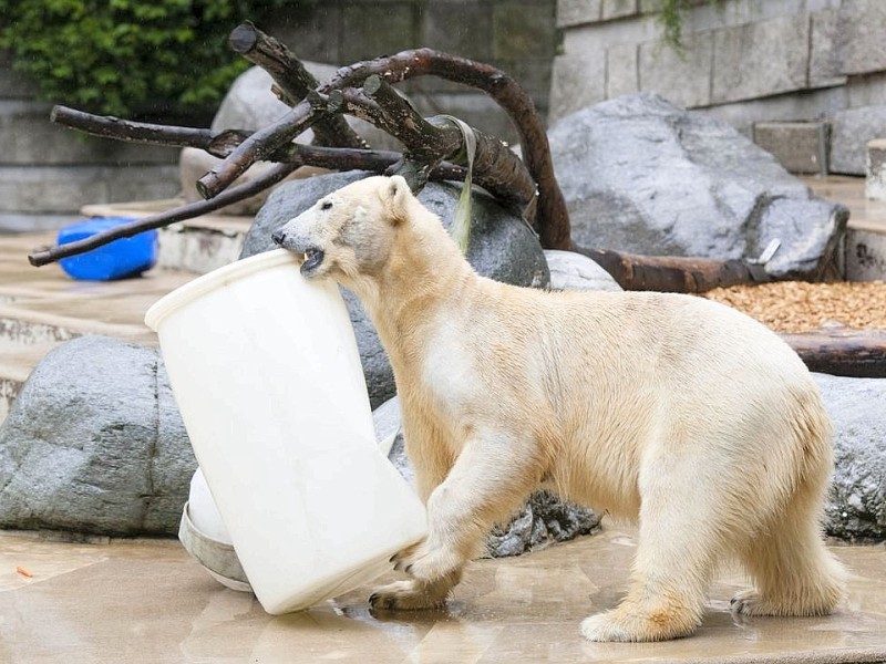 Unter der Aufsicht von Mutter Vilma erkundet das Anfang Januar geborene Eisbärmädchen Anori im Wuppertaler Zoo zum ersten Mal das große Außengehege und hat beim Plantschen im Wasser viel Spaß.
