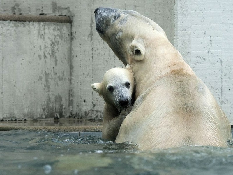 Unter der Aufsicht von Mutter Vilma erkundet das Anfang Januar geborene Eisbärmädchen Anori im Wuppertaler Zoo zum ersten Mal das große Außengehege und hat beim Plantschen im Wasser viel Spaß.