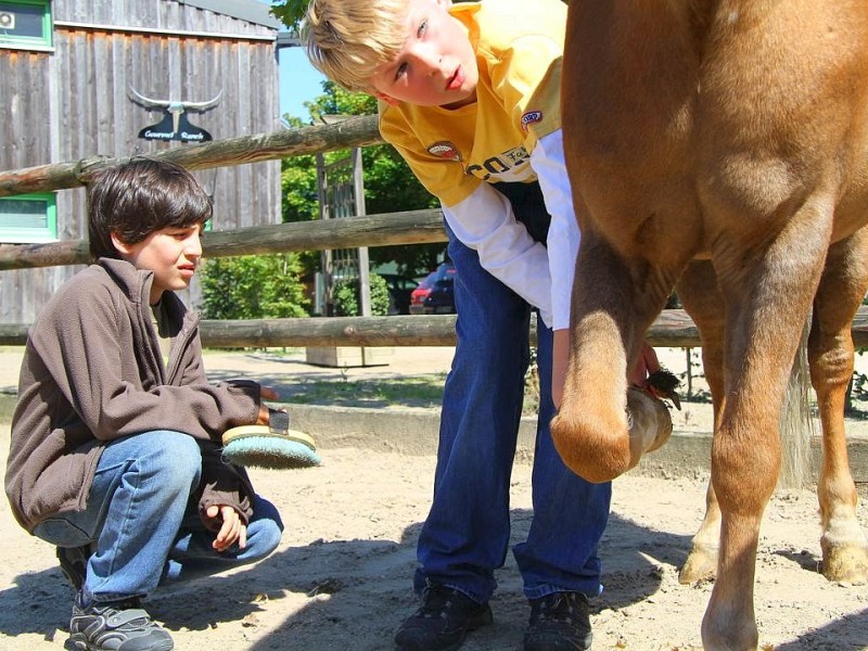 Der Freienspass auf dem Reiterhof Reiterzentrum Worch am Montag 23. Juli 2012 in Hattingen.Die 32 Kinder imm Alter zwischen 8-10 Jahren lernen spielerisch mit dem Tier Pferd umzugehen.Satteln,Säubern und reiten gehört dazu.Auch der Reitunterricht findetr statt.i.Bild Fabian (re.12) ist ein begeisterter Jung Reiter.  Foto: Claudia Schütte / WAZ FotoPool