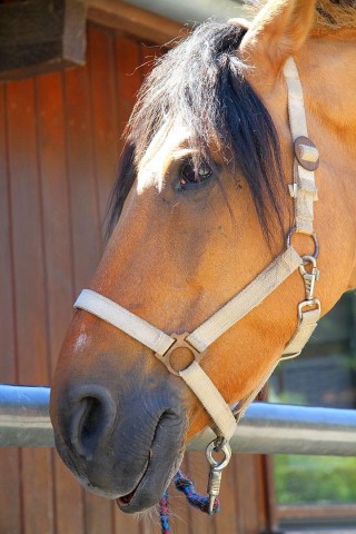 Der Freienspass auf dem Reiterhof Reiterzentrum Worch am Montag 23. Juli 2012 in Hattingen.Die 32 Kinder imm Alter zwischen 8-10 Jahren lernen spielerisch mit dem Tier Pferd umzugehen.Satteln,Säubern und reiten gehört dazu.Auch der Reitunterricht findetr statt. Foto: Claudia Schütte / WAZ FotoPool