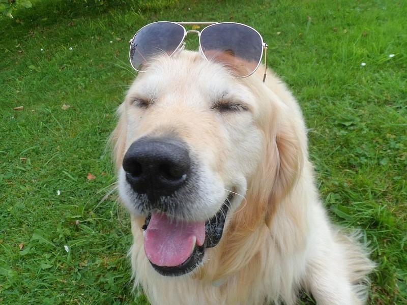 Hund Janis genießt die Sonne 